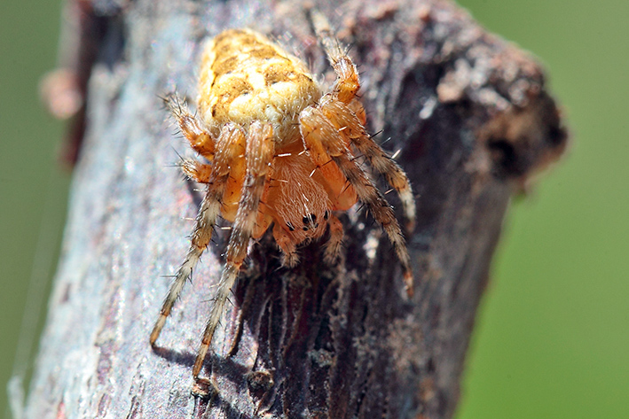 Araneus diadematus?
